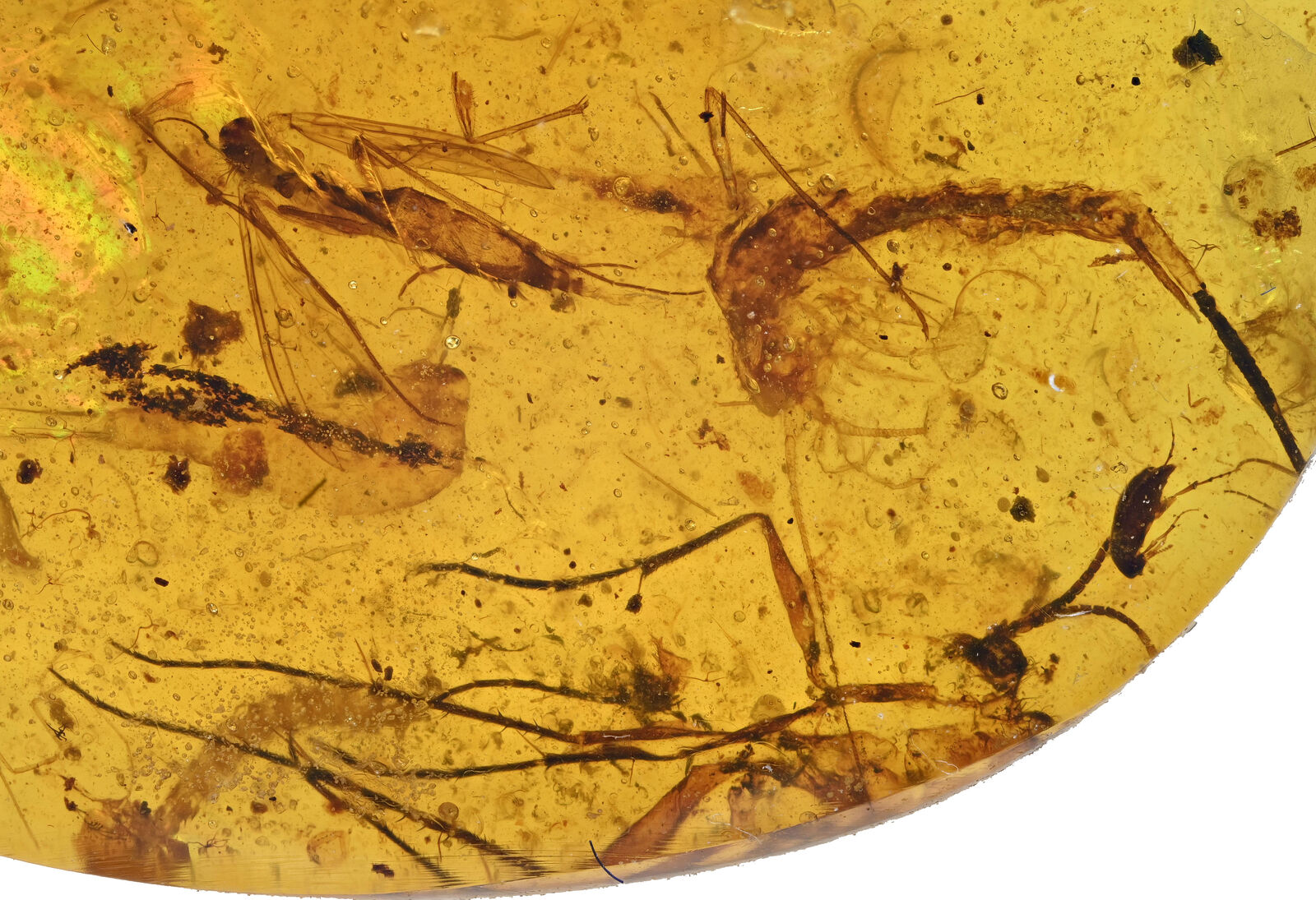 Rare Swarm of insect, Fossil inclusion in Burmese Amber