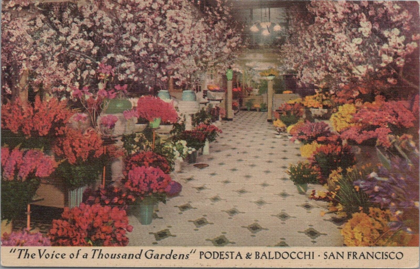 Postcard Voice of a Thousand Gardens Podesta & Baldocchi San Francisco CA 