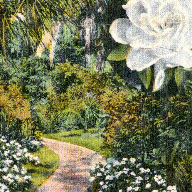 Vintage c.1930\'s Linen Postcard Florida Gardenia Cypress Gardens Nature-FL-25