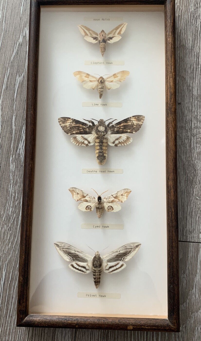 Taxidermy Hawk-Moths Deaths Head, Lime, Elephant, Privet, Eyed Framed