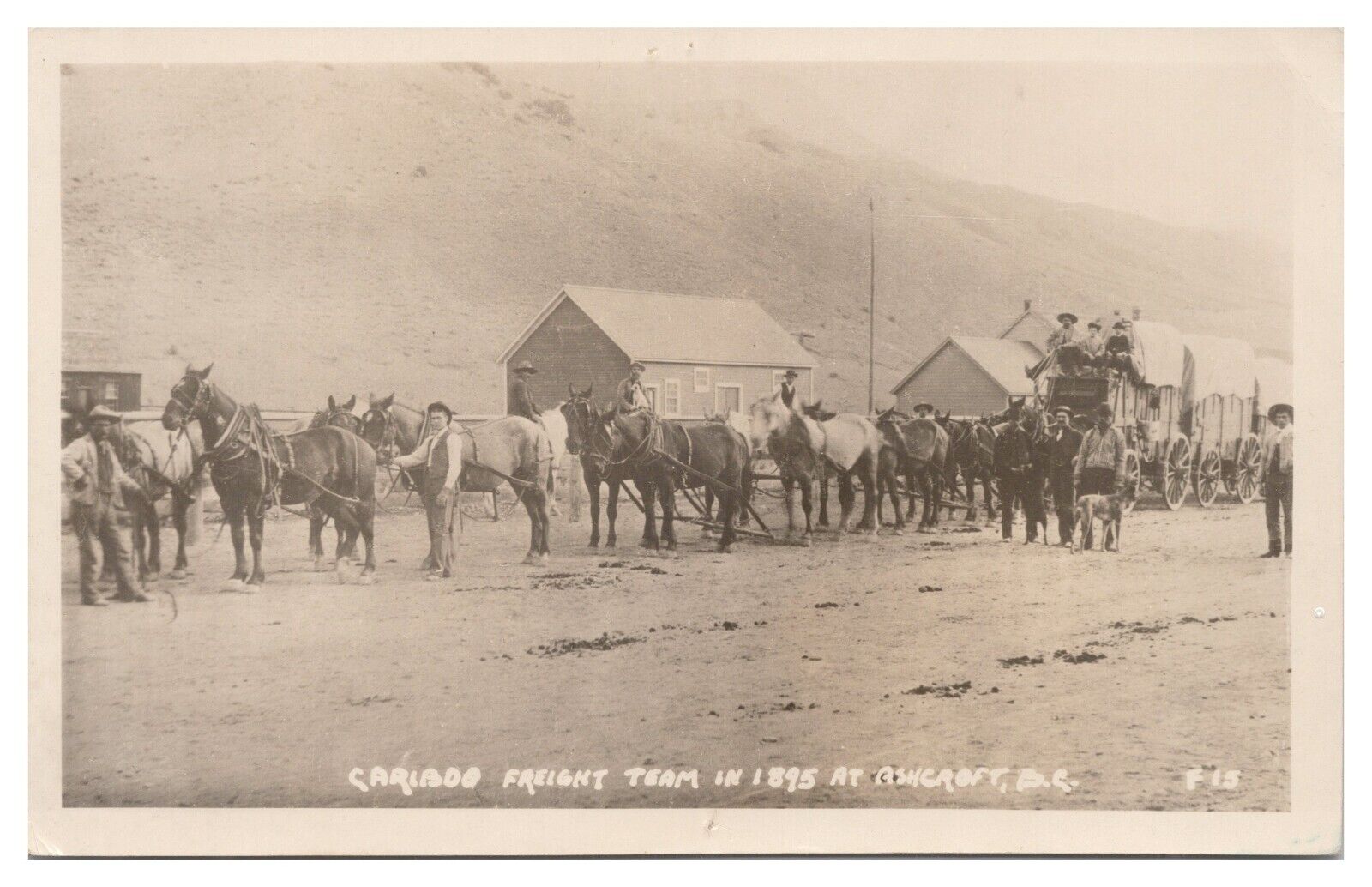 Real Photo Postcard RPPC Caribou Freight Team in 1895 at Ashcroft BC Unposted