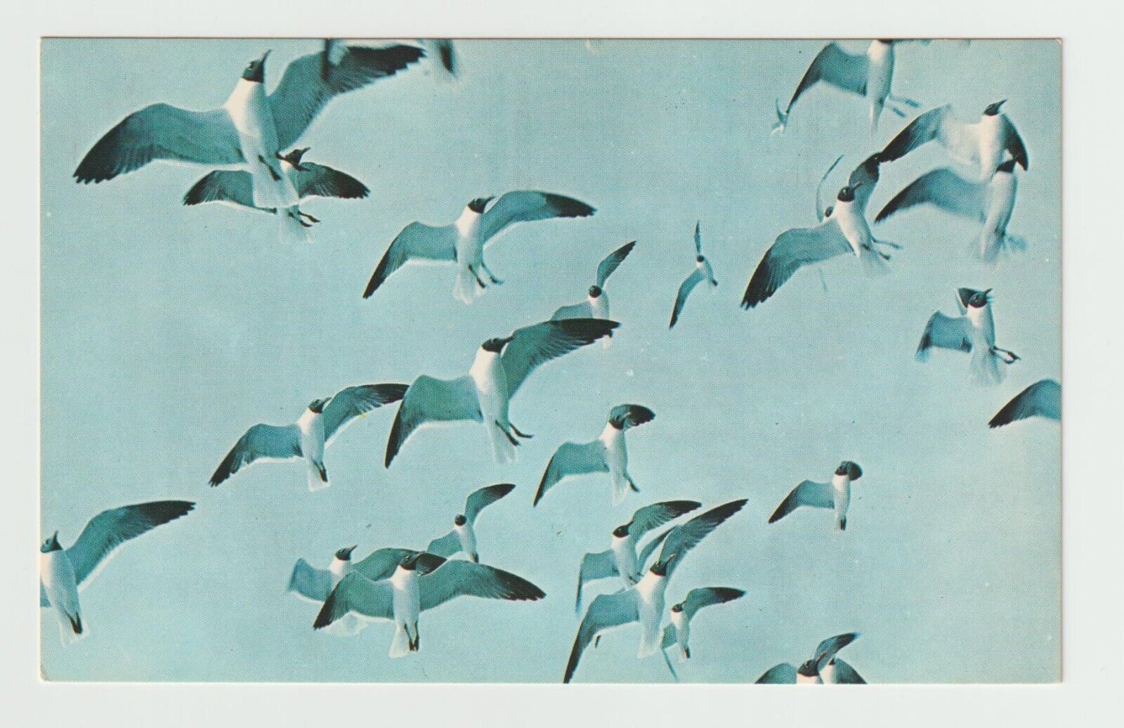 The Outer Banks Of North Carolina NC Seagulls Chrome Postcard