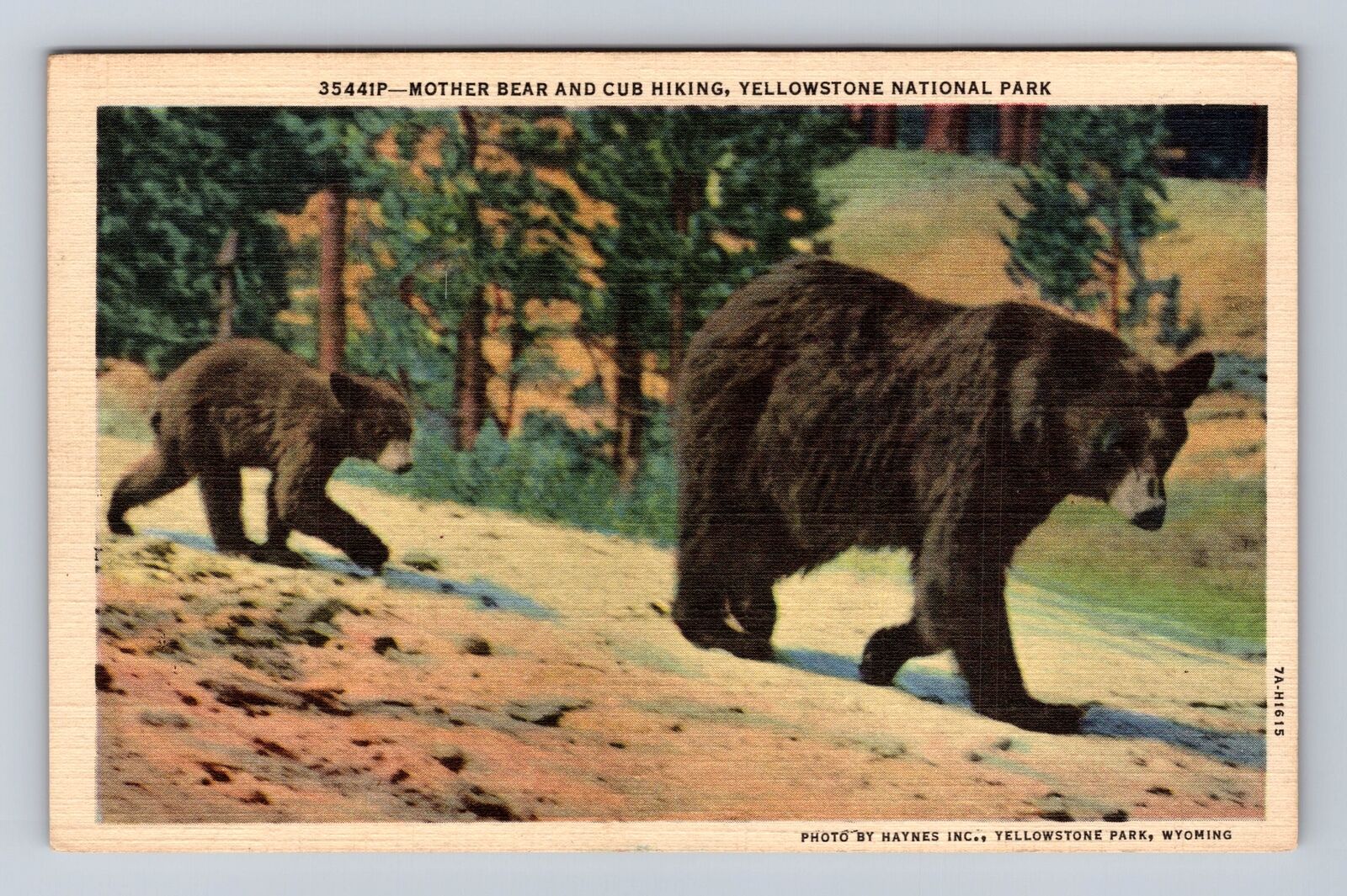 Yellowstone National Park, Mother Bear & Cub, Series #35441P, Vintage Postcard