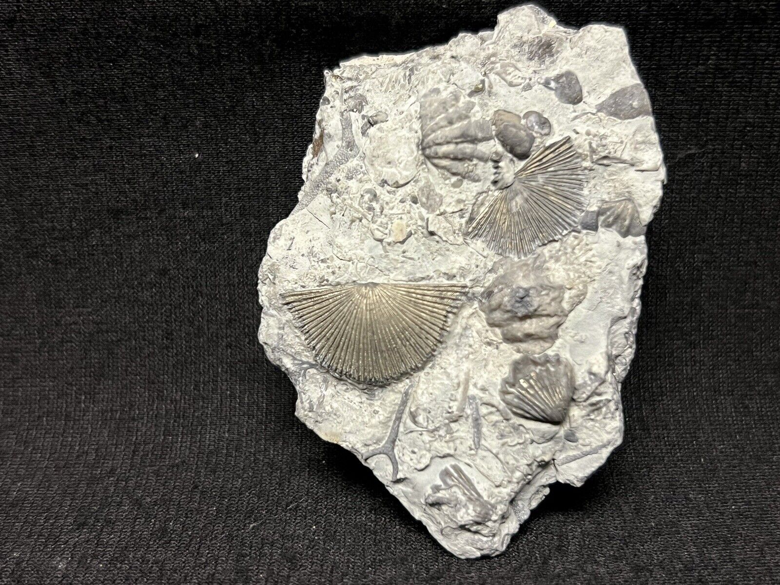 Gorgeous Pyritized Brachiopod from Indiana. Fossil Trilobite Crinoid