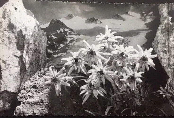 Vintage RPPC Postcard Black & White Photo Flowers Austrian Souvenir Postcard
