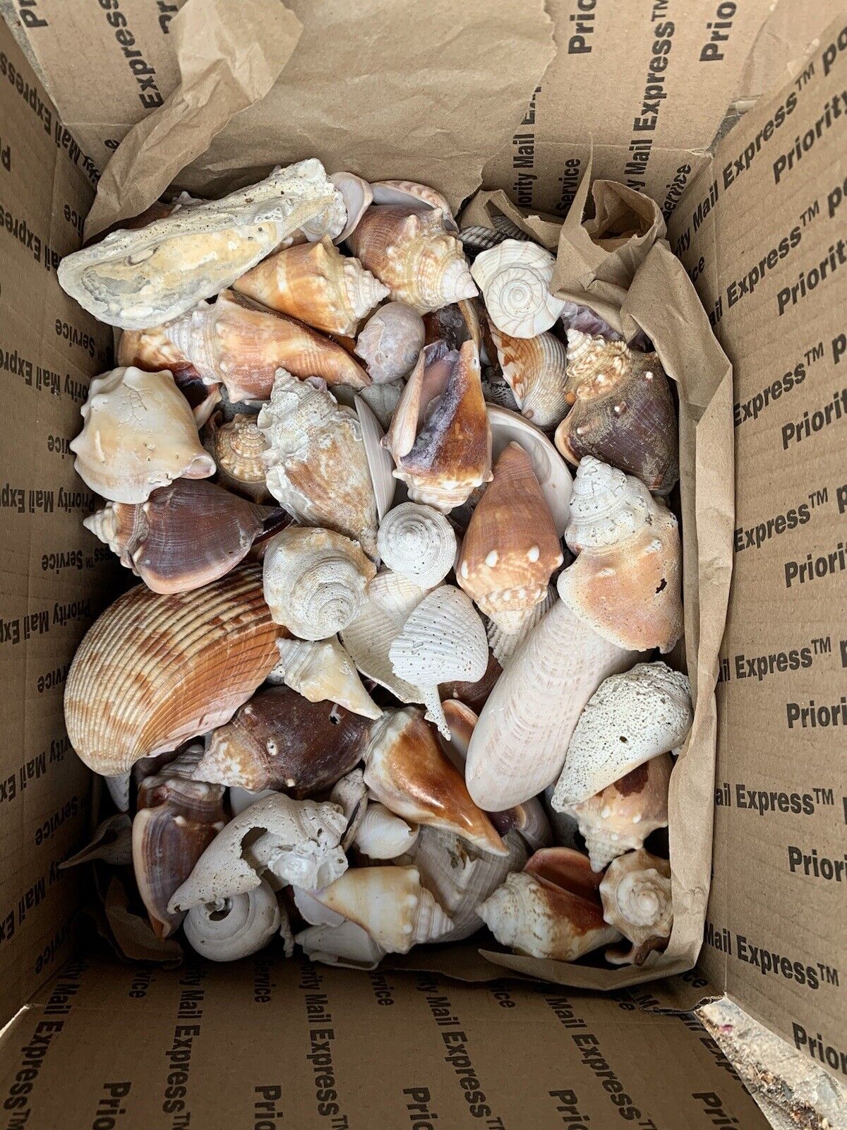 ALL NATURAL HAND PICKED OVER 9LBS LARGE ASSORTMENT SEA SHELLS FROM SW FLORIDA