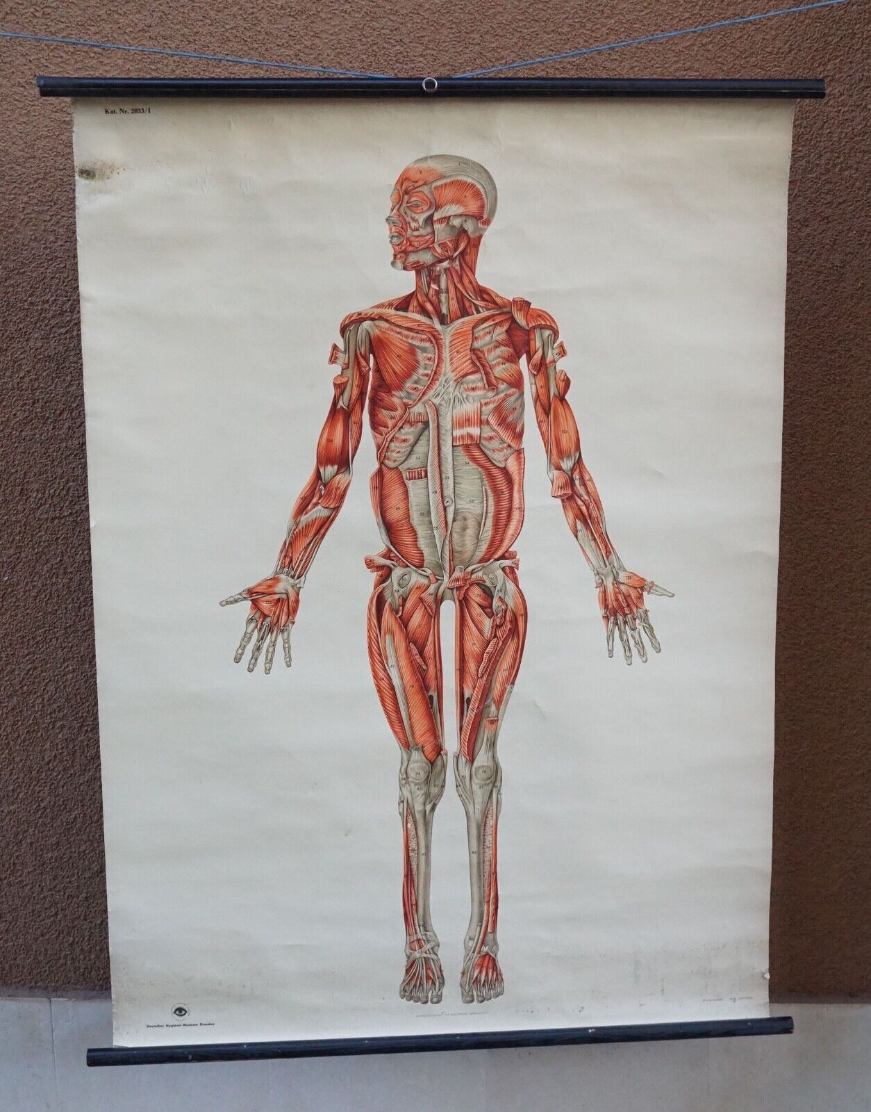 Vintage German Medical Anatomy Musculature Deep Layers Color Poster