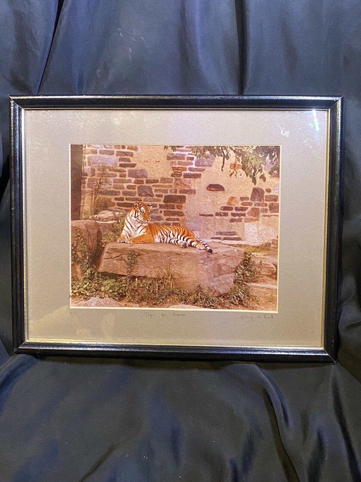 VINTAGE LIMITED TO 4 TIGER ON REPOSE BY HENRY W EARL PHOTOGRAPH PHOTO FRAMED