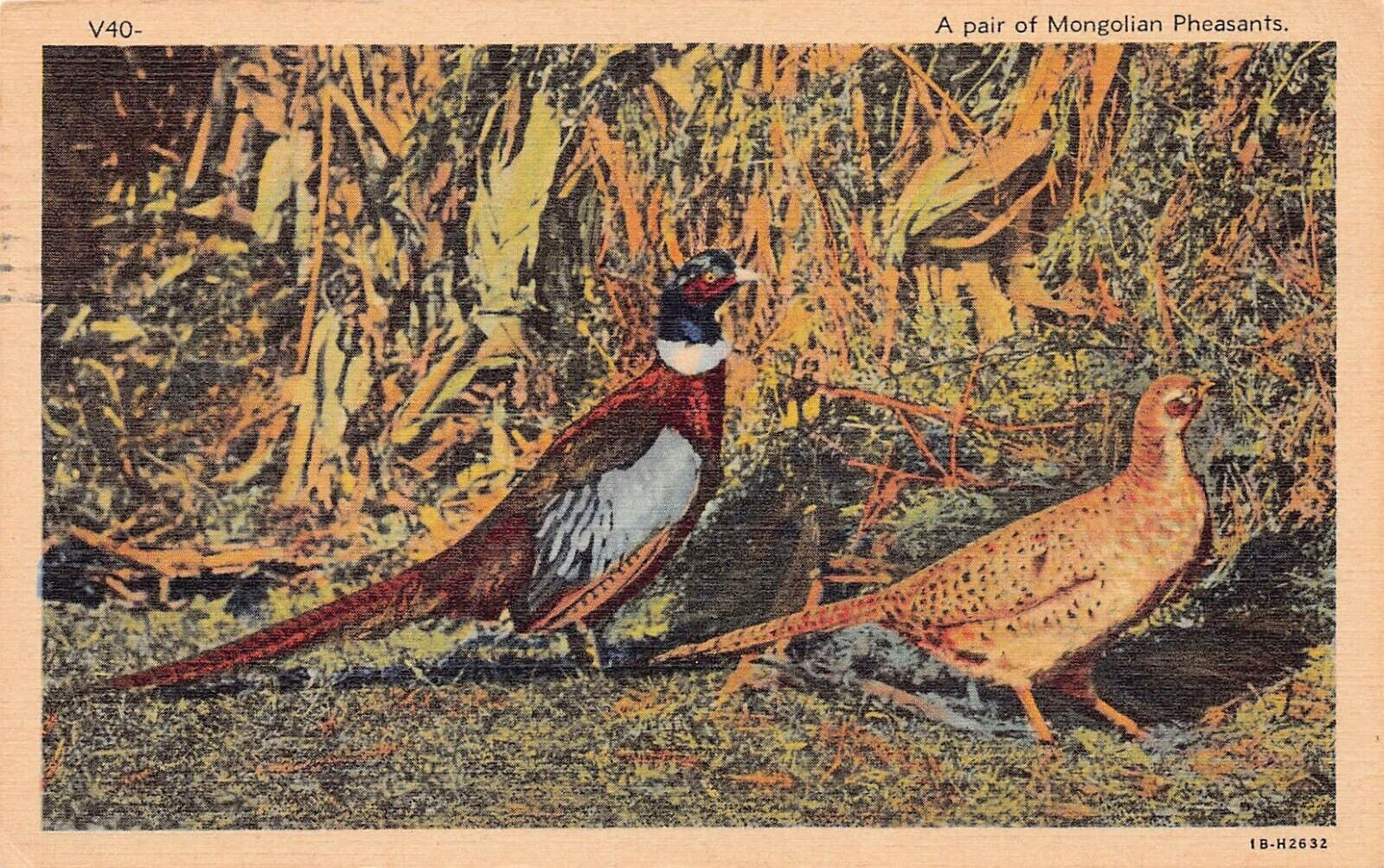 Mongolian Pheasants Birds Pair Courting Couple Hunting Wisconsin Vtg Postcard V3