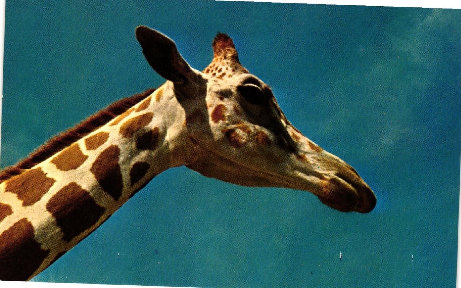 Vintage Postcard- The Nubian Giraffe 1960s