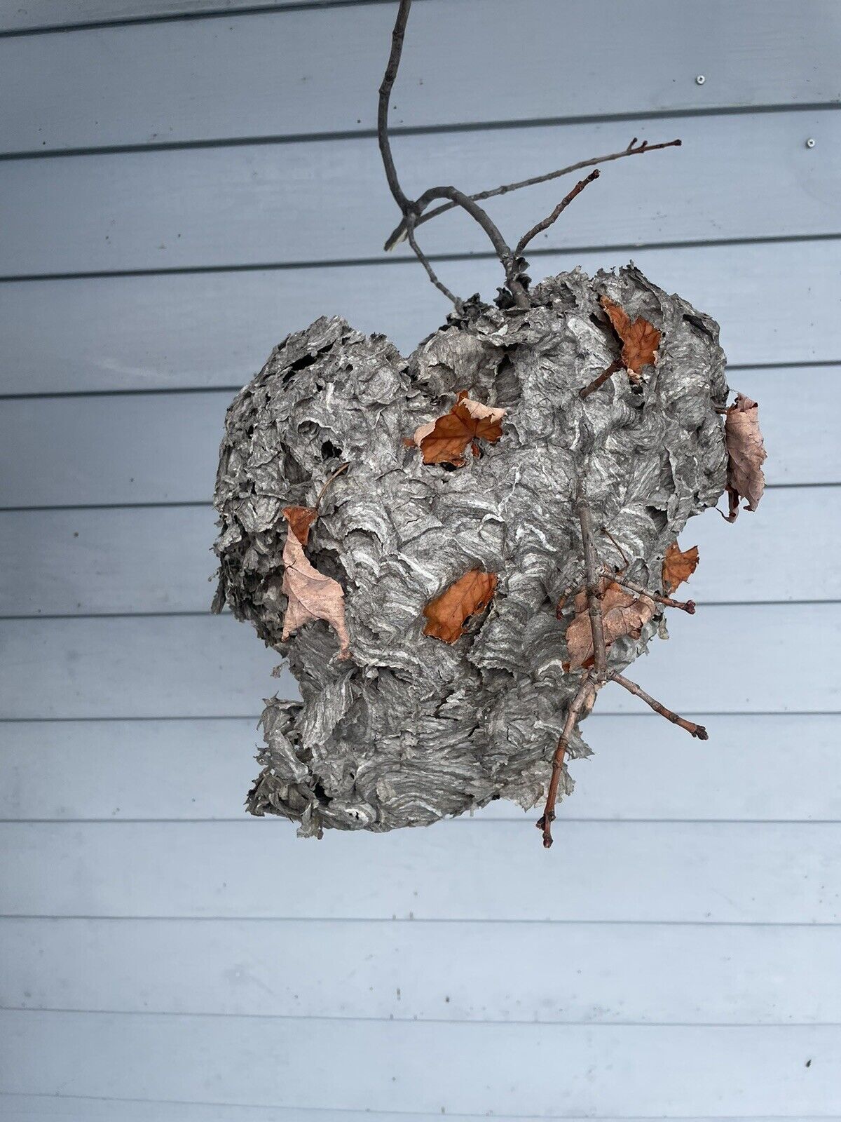 PAPER Wasp Hornet NEST, (see inside) On a Branch W/Fall Leaves Natural