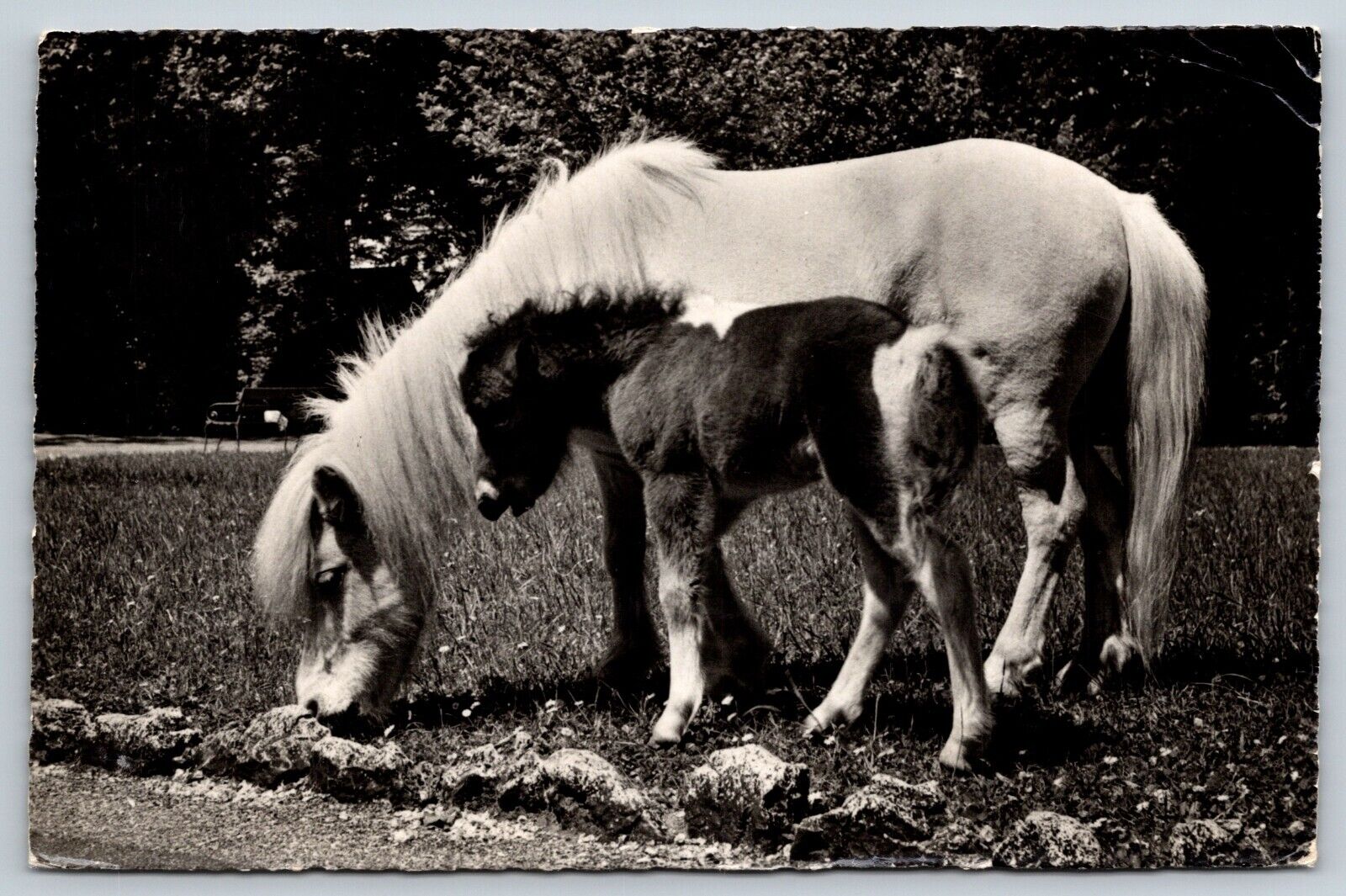 Postcard Shetland Pony Horse Basel Switzerland Zoo Posted 1957