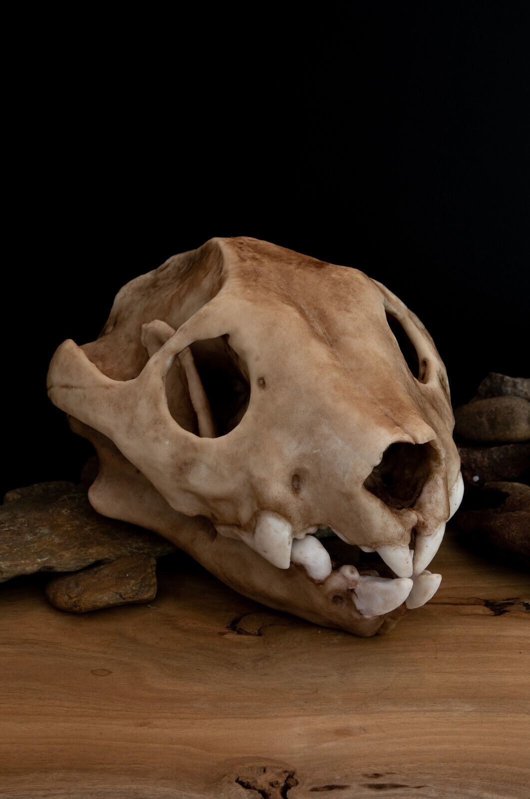 Australian Lion (Thylacoleo) Full Sized Large Skull-Replica - FREE delivery