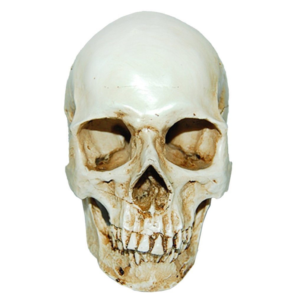 Lifesize 1:1 Human Skull Replica Resin Model Anatomical Medical Skeleton