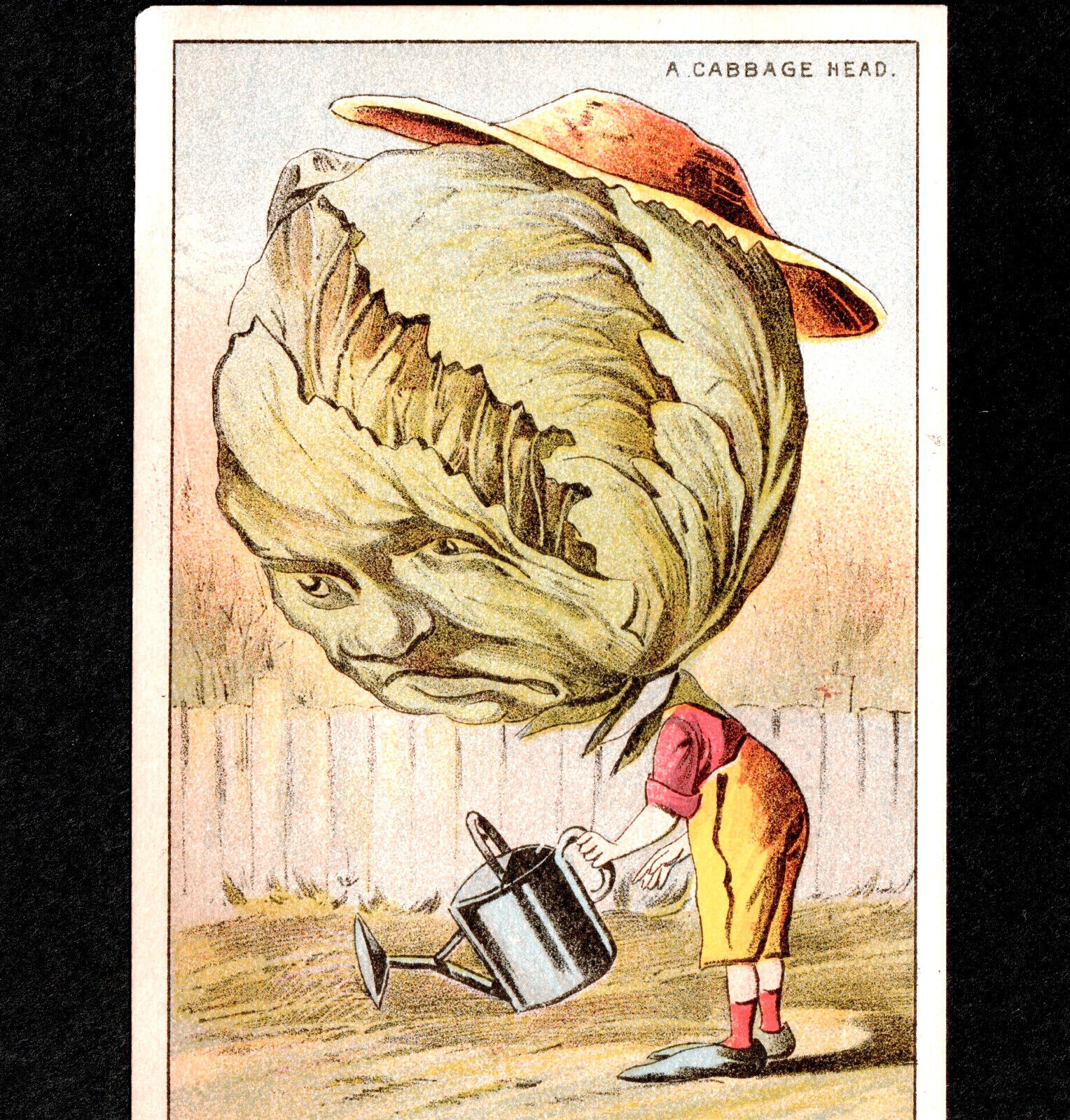 A Cabbage Head Vegetable Garden Veggie Fantasy Bangor Maine Victorian Trade Card