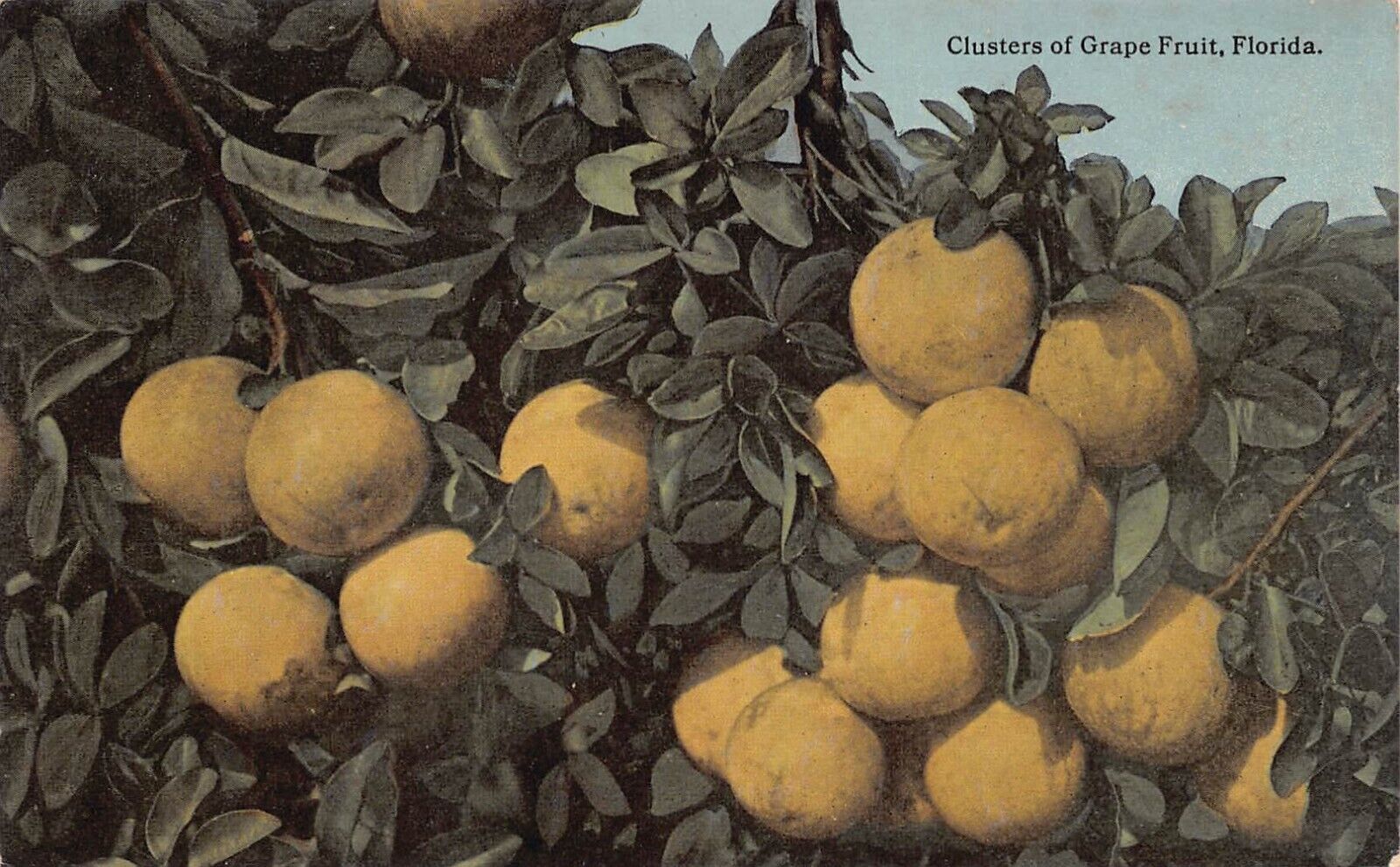 Vintage FL Florida Postcard 1910s Palatka Cochrane Citrus Advertising Grapefruit