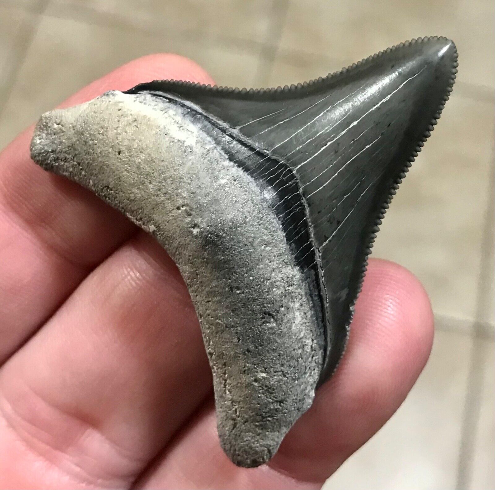 MARVELOUS HIGH QUALITY - B.VALLEY - 2.2” x 1.92” - Megalodon Shark Tooth Fossil