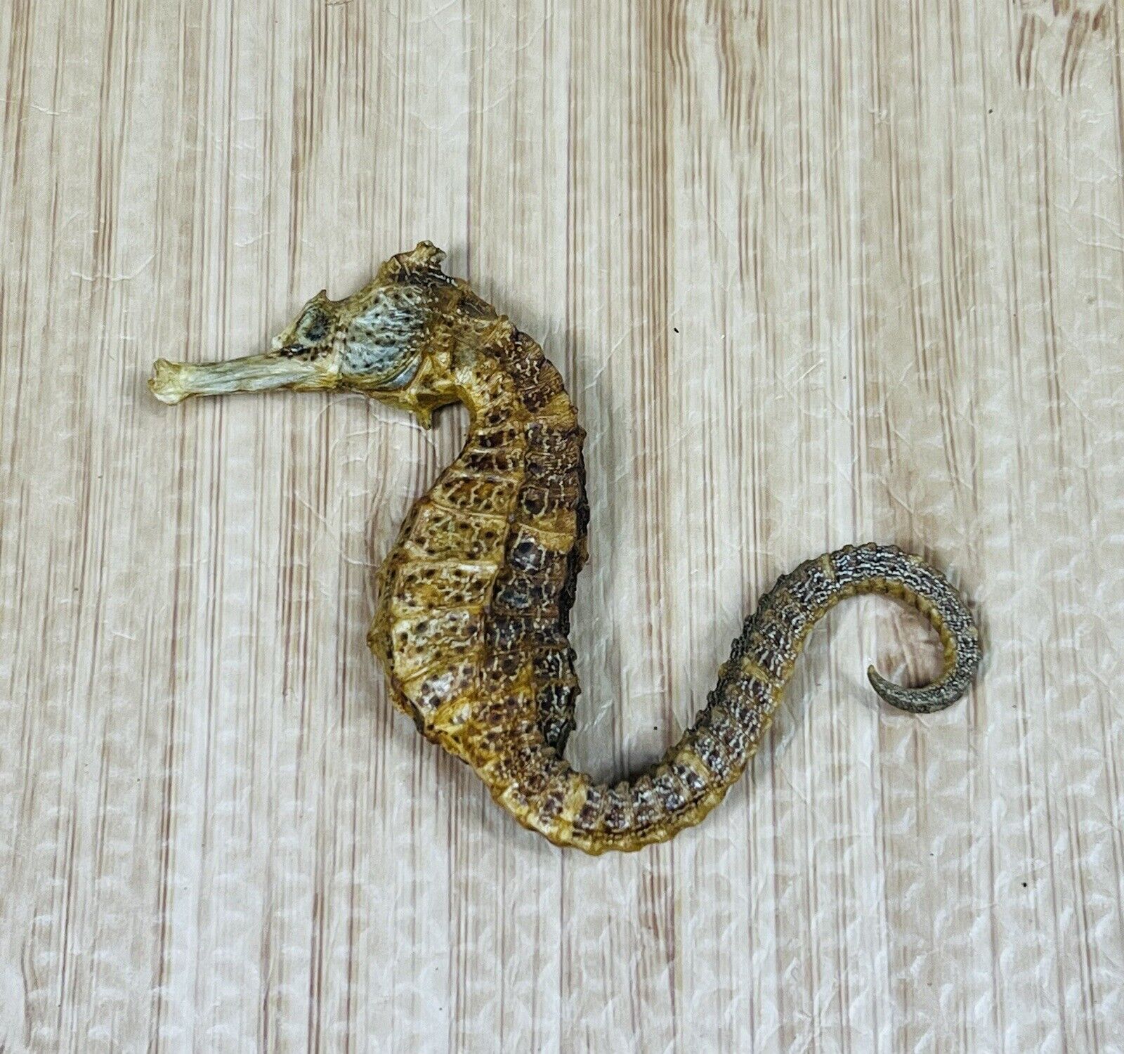 Vintage Real Natural Dried Small Seahorse Specimen Hippocampus Erectus Skeleton