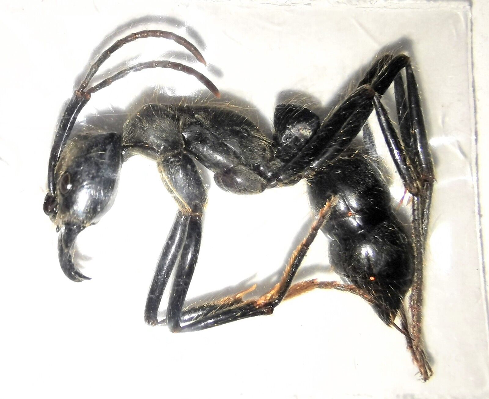 Hymenoptera Formicidae sp. 25-28mm A1 from PERU - #4051