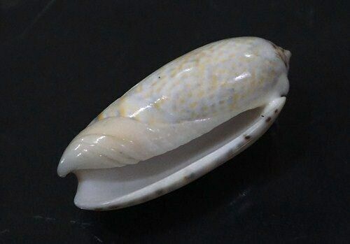 seashell Oliva tricolor 49 mm GEM nice olive collection 