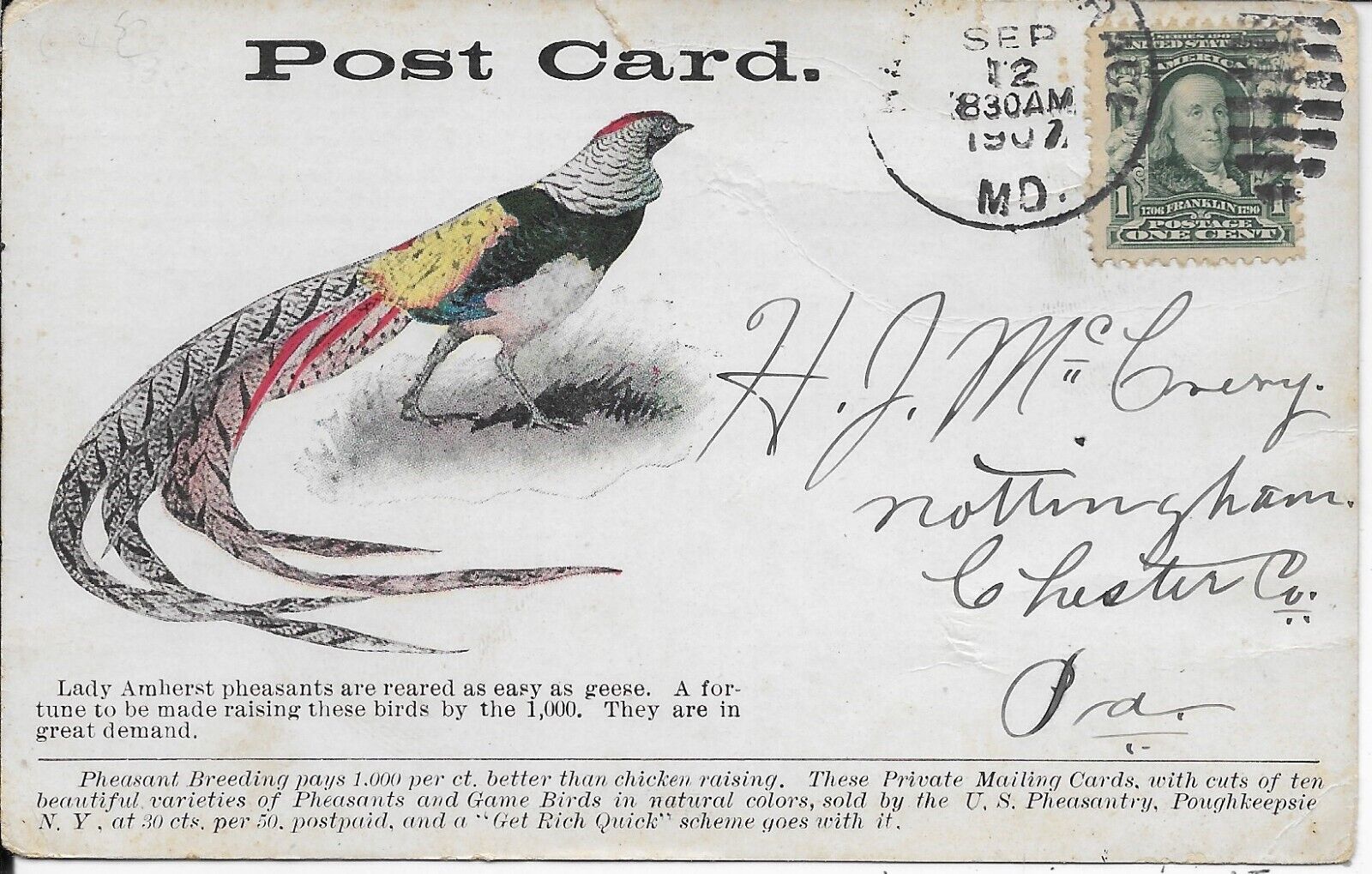 Lady Amherst Pheasant Breeding Advertising Card Vintage Postcard used in 1907