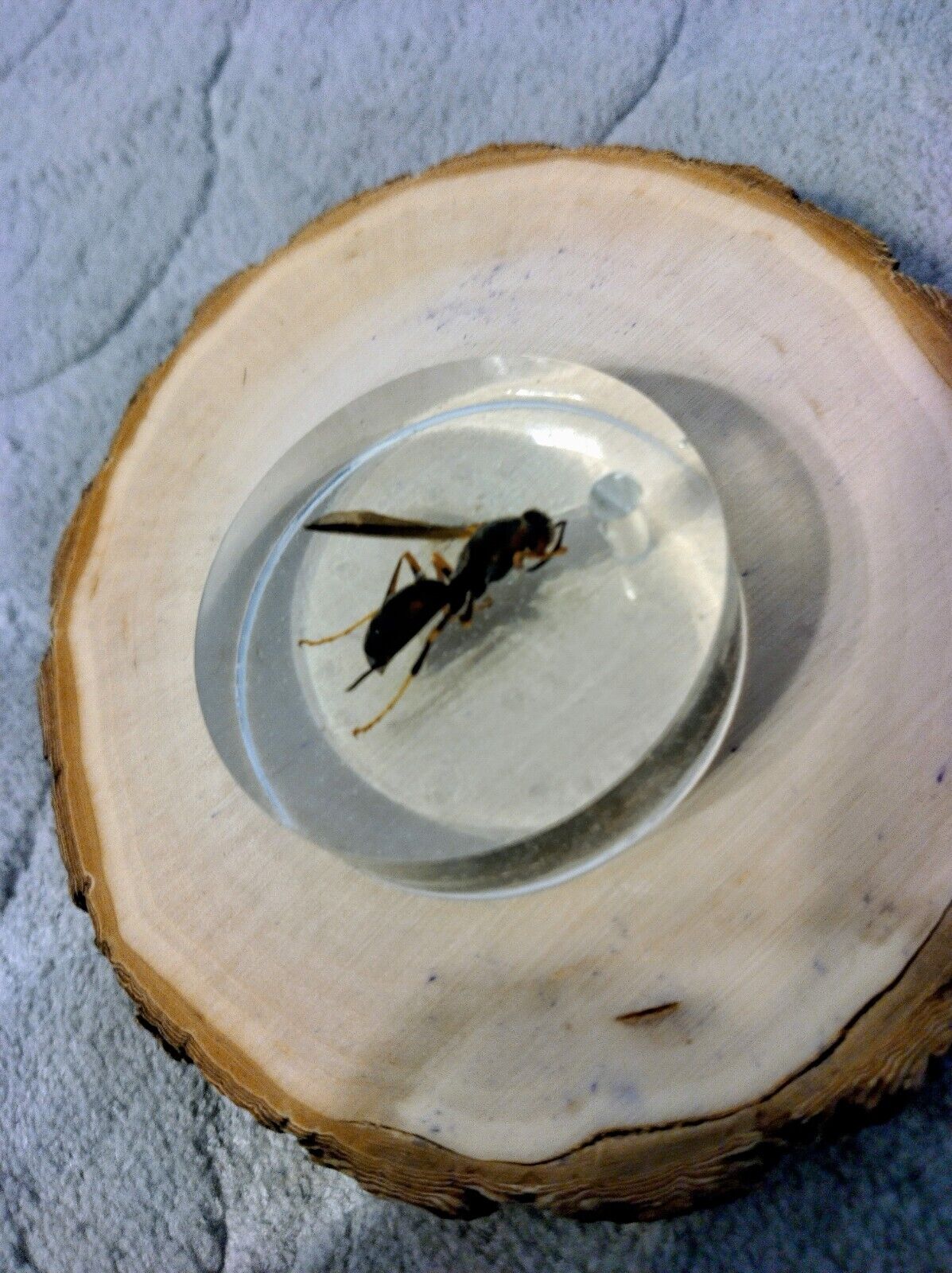 Real Wasp Preserved In Resin Specimen