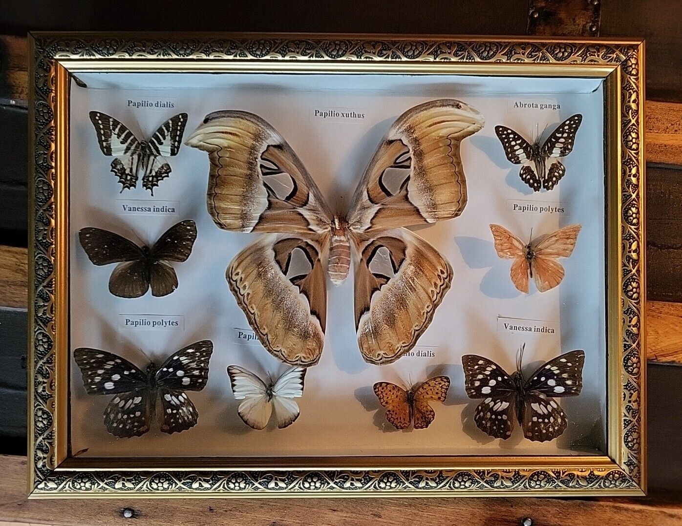 Mounted & Labeled Real Butterfly collection Taxidermy 16”x12” Framed Handcrafted