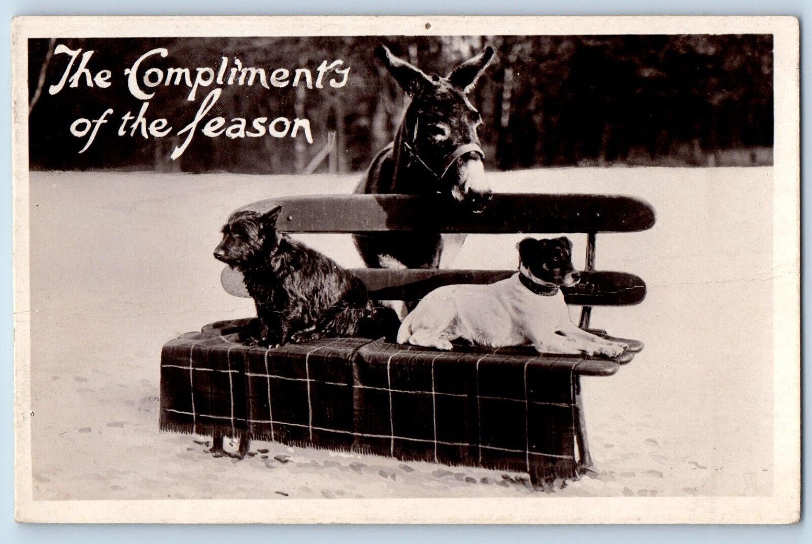 New York NY Postcard RPPC Photo The Compliments Of The Season Donkey 1907 Tuck