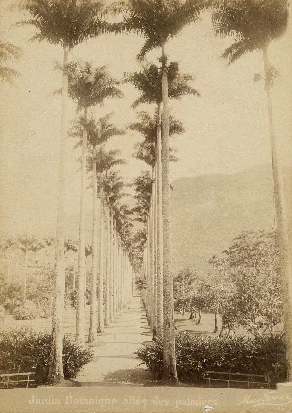 c. 1880\'s Jardin Botanique Allee des Palmiers Photo by Marc Ferrez