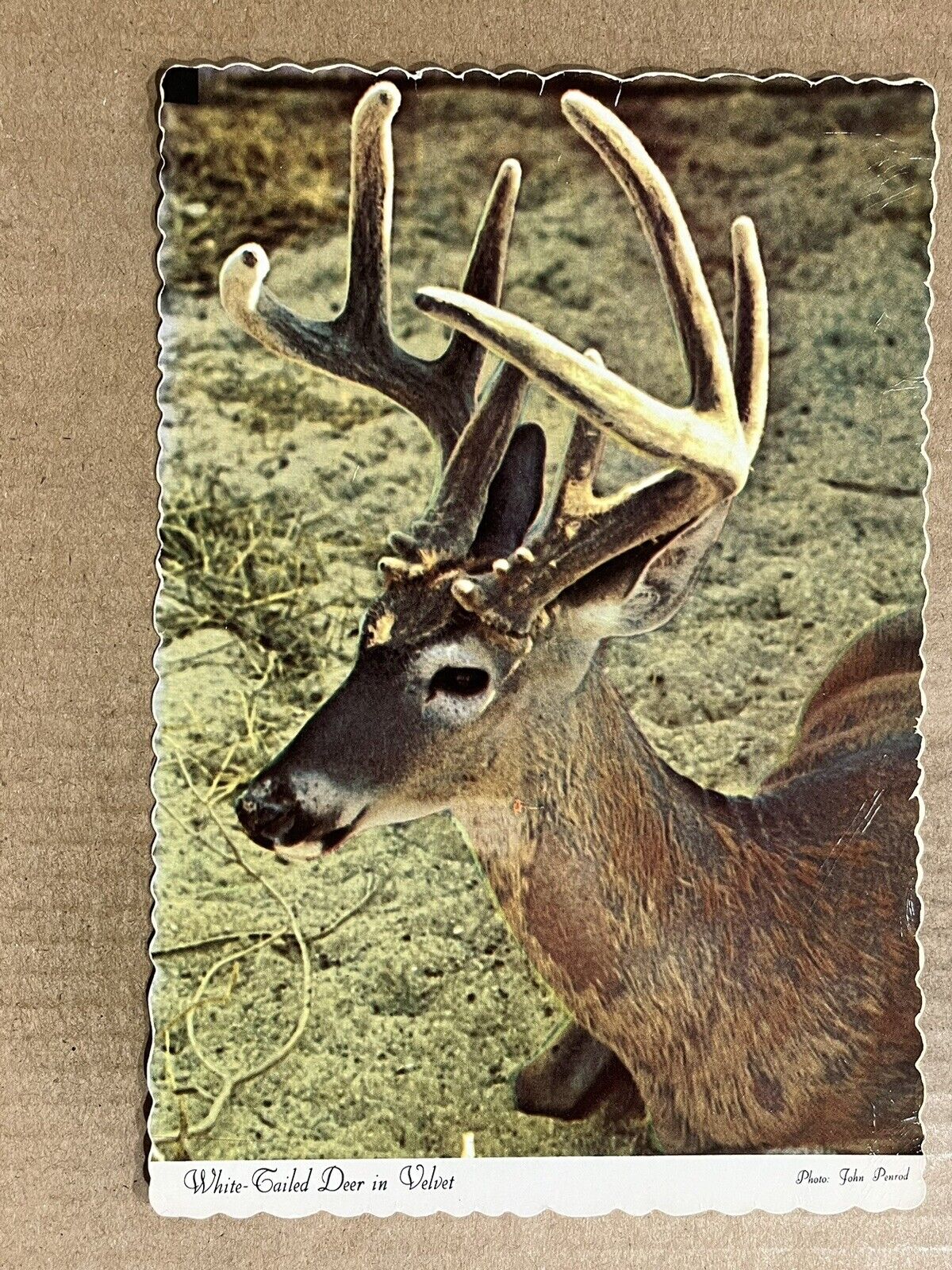 Postcard Deer Velvet Antlers Whitetail Buck Vintage PC