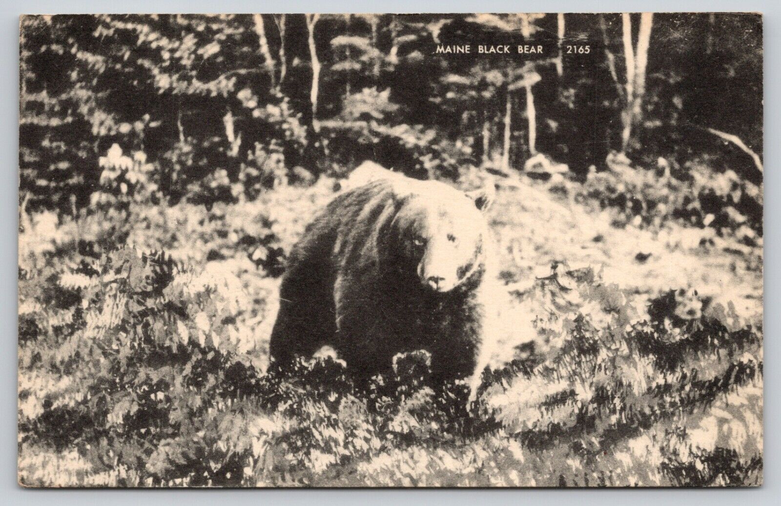 Postcard Maine Black Bear A7