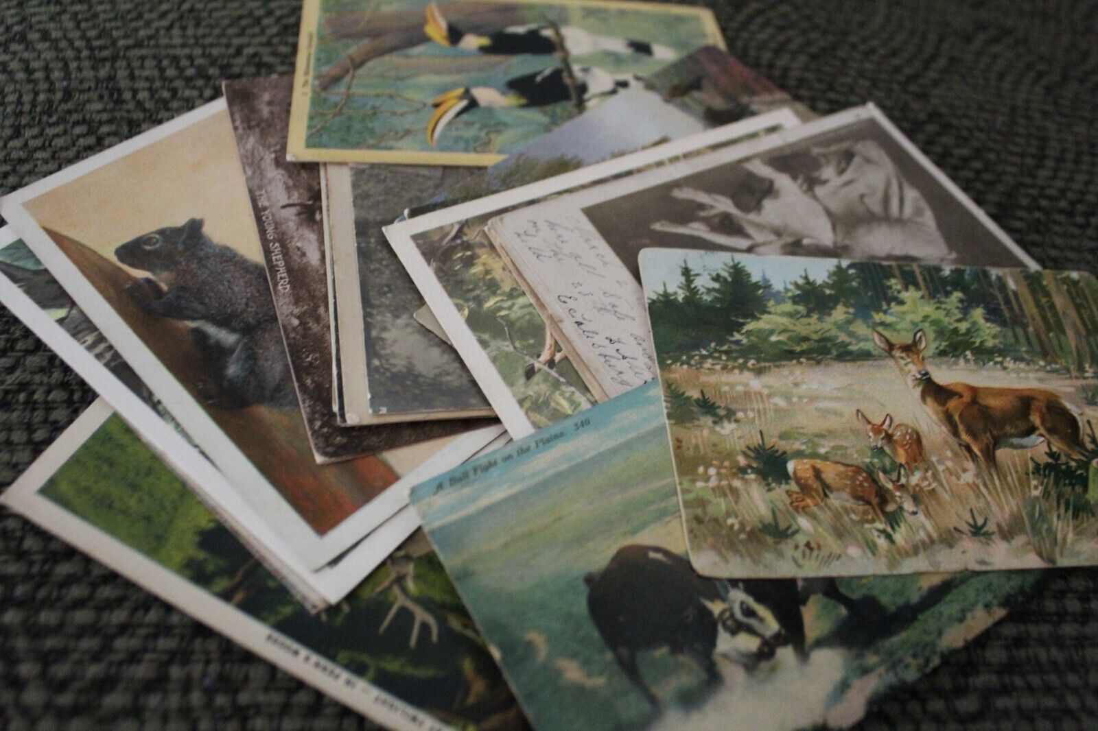 Antique & Vintage Postcard Lot Animals Donkey Dog Horse Birds Bear Deer Ephemera