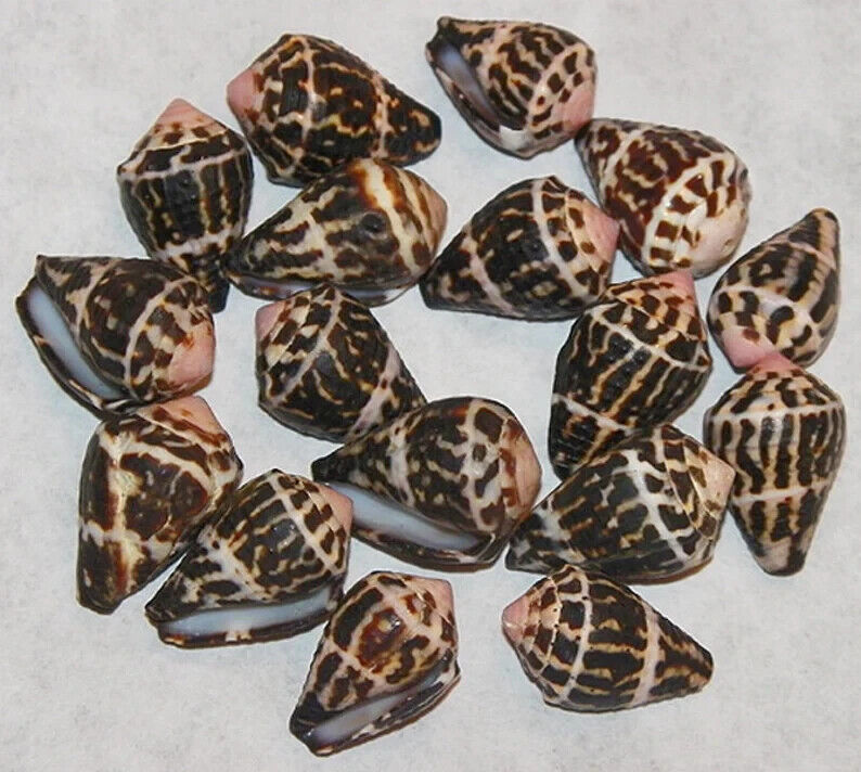 Conus Chaldeus ~ Hebrew Cone Seashell ~ 3/4\