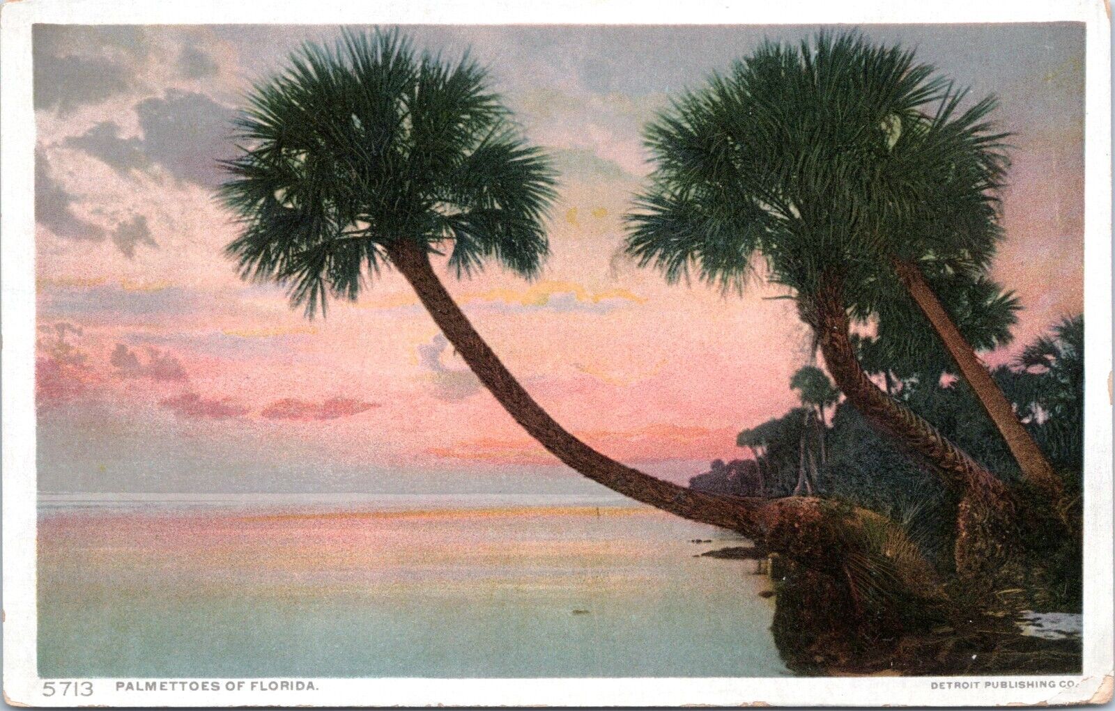 Palmettoes of Florida - Photostint White Border Postcard - Detroit Publishing