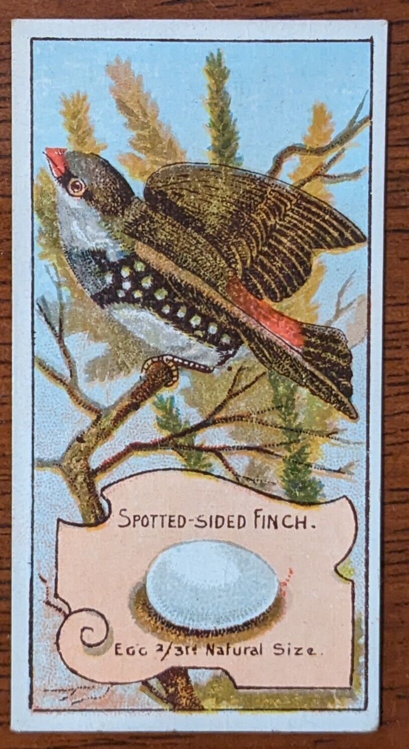 1912 Wills Vice Regal Birds of Australasia Cigarette Card - Spotted Sided Finch