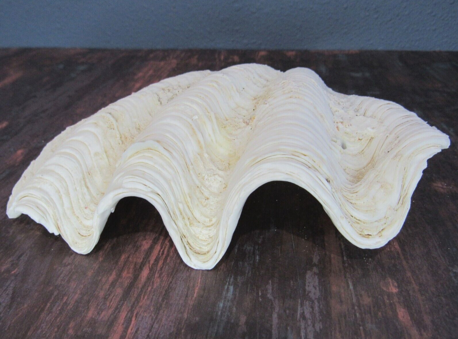 Genuine Ocean Giant Clam Shell Real Natural Tridacna Gigas 7.5\