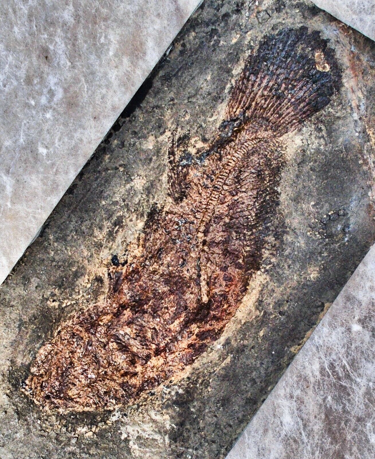 Rare Complete 25cm well preserved Messel fish Cyclurus keheri: Eocene, Germany