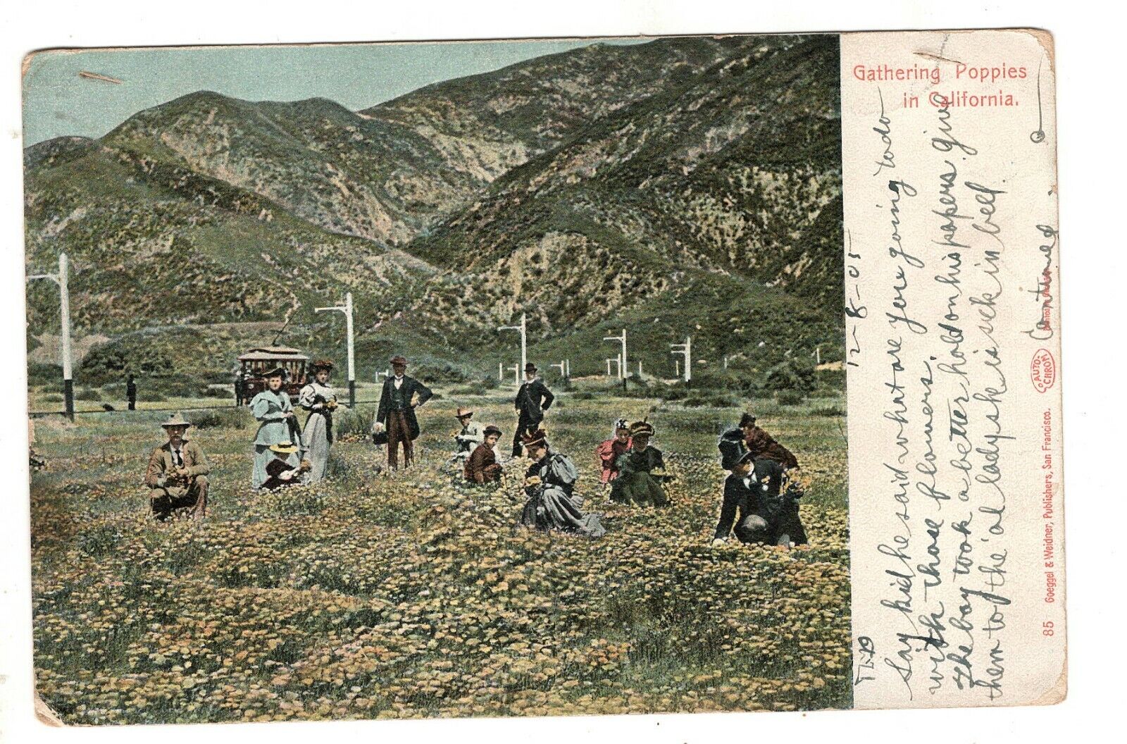 Postcard CA Gathering Golden Poppies in Field  Women and Man Antique 1905