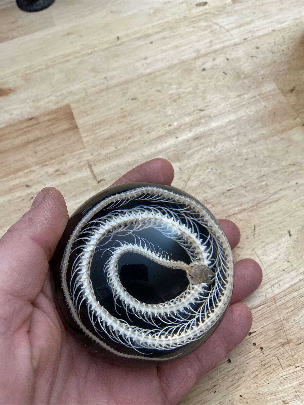Snake Skeleton Paperweight Solid 1/2 LBS REAL TAXIDERMIST USA MADE UNIQUE GIFT