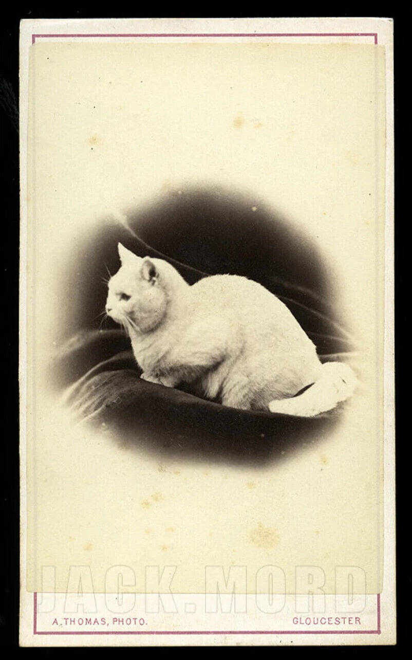 white cat antique / 1860s CDV Photo