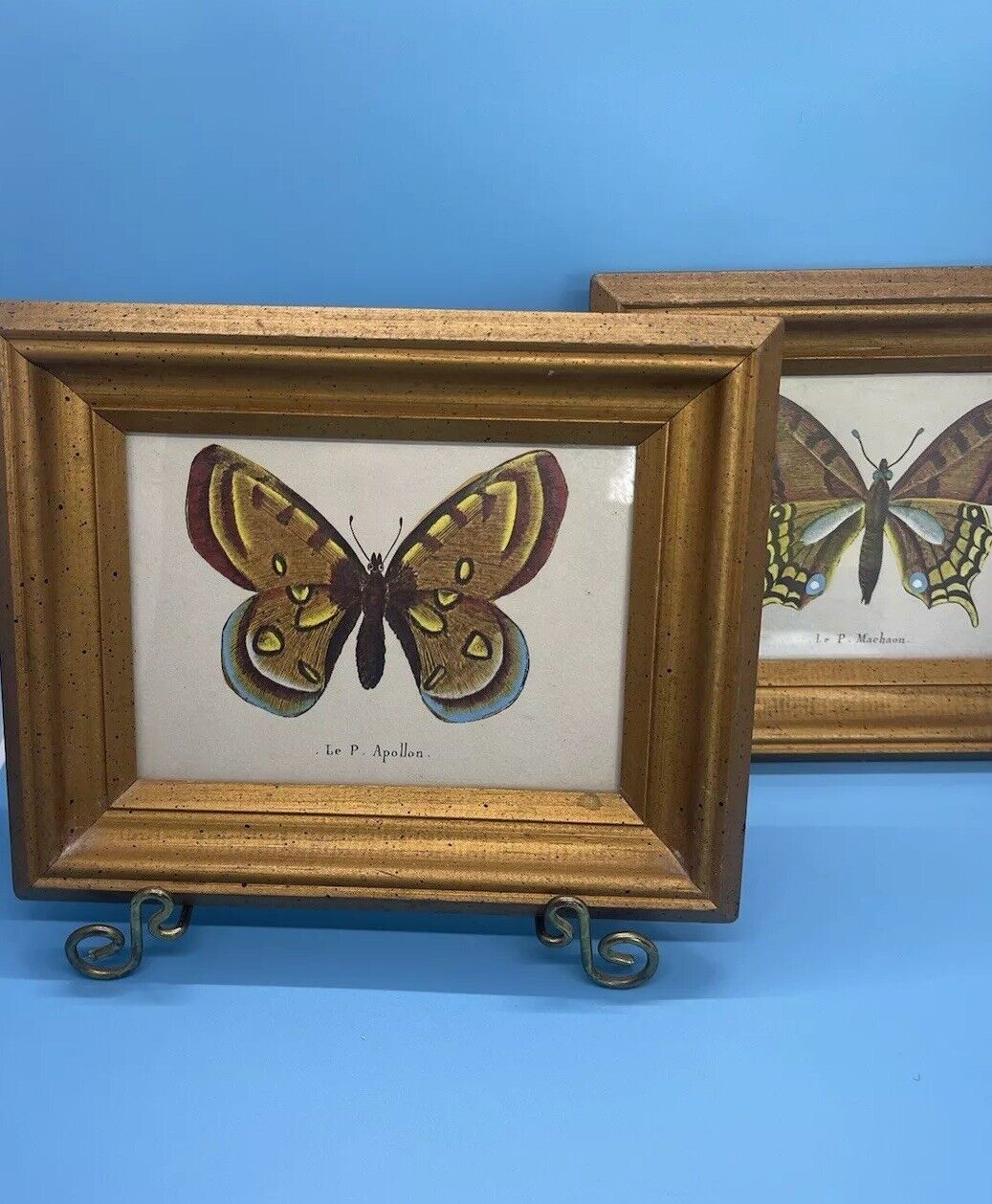 2 Vintage 1950’s Le P. Machaon And Le P. Apollon Butterfly Prints