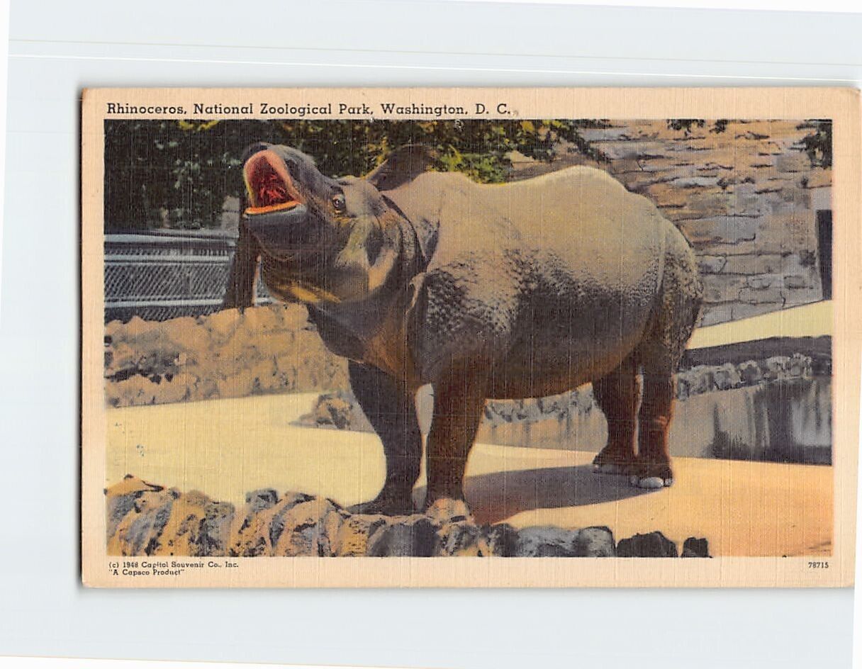 Postcard Rhinoceros National Zoological Park Washington DC USA