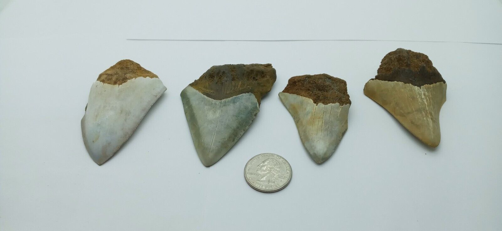 4pc LOT MEGALODON Shark Tooth SHARKS TEETH TOOTH FOSSIL INDONESIAN WEST JAVA