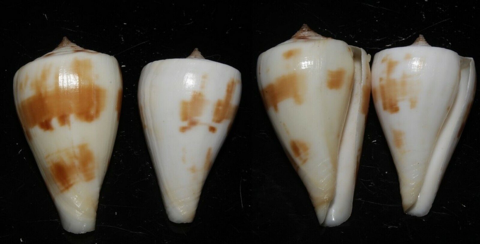 Seashells Conus lenavati CONE SNAIL 35 & 39mm Set of 2 F+++/GEM Marine Specimen 