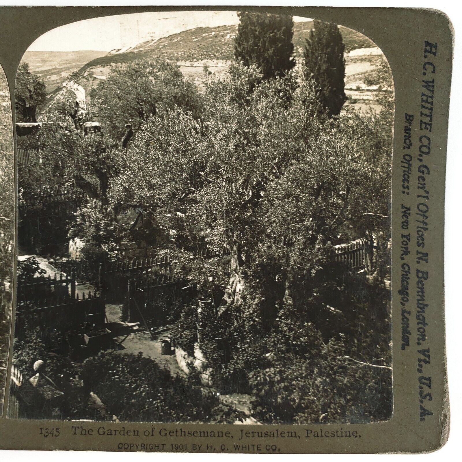 Gethsemane Garden East Jerusalem Stereoview c1901 Palestine Israel Trees B1854