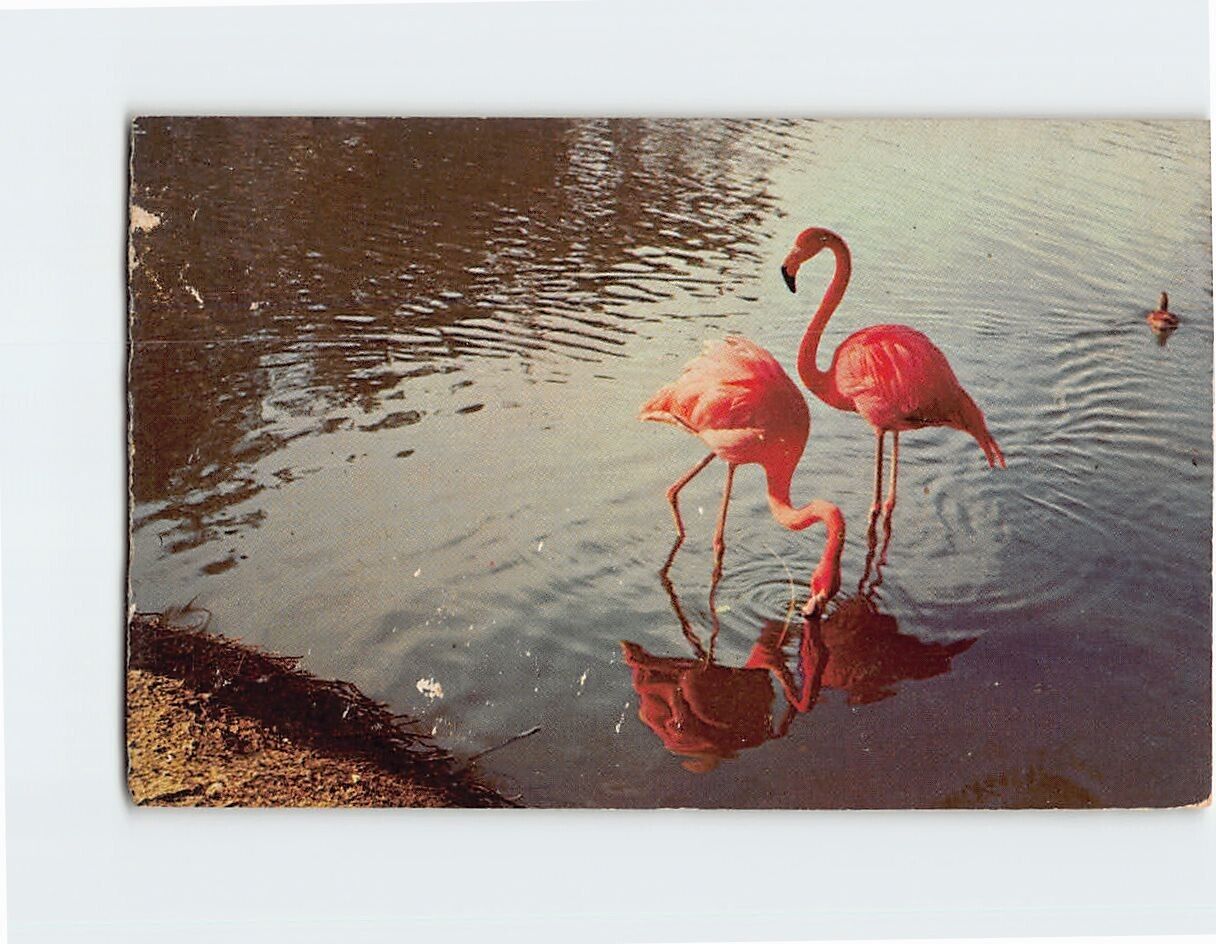 Postcard Beautiful Flamingos