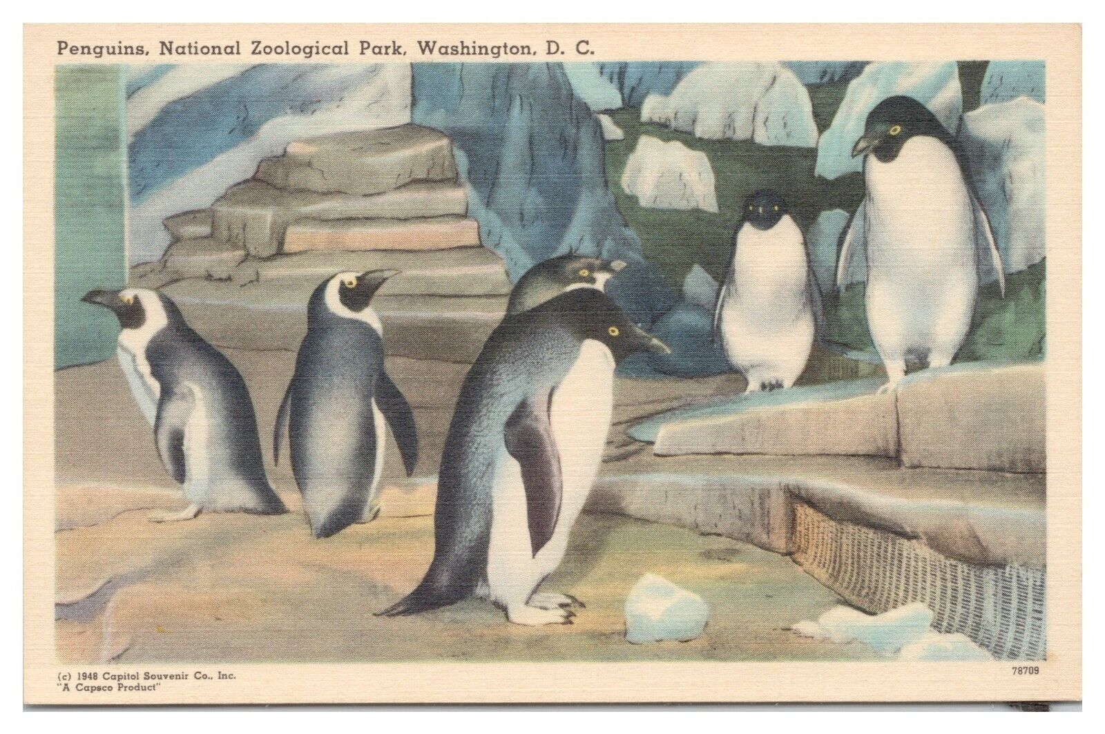 National Zoological Park Washington DC Vintage Postcard Penguins Unused Linen