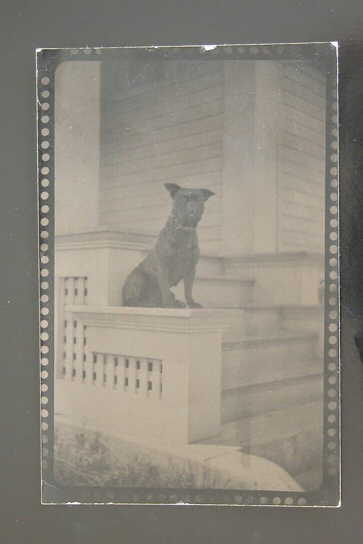 Vtg 1910s Postcard RPPC Dog Doggie  