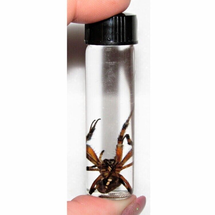 Orb weaver spider wet specimen Arizona USA