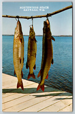 c1960s Northwoods Beach Hayward Wisconsin Fish Three Beauties Vintage Postcard picture